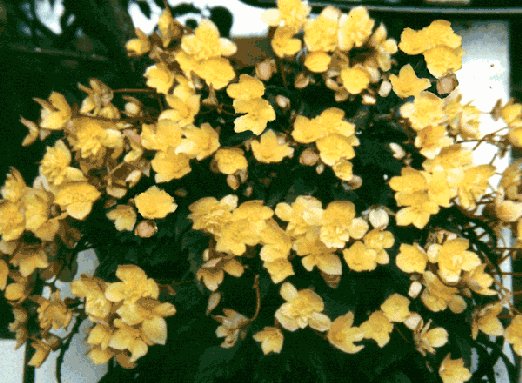 B. ‘Frau Helene Harms’